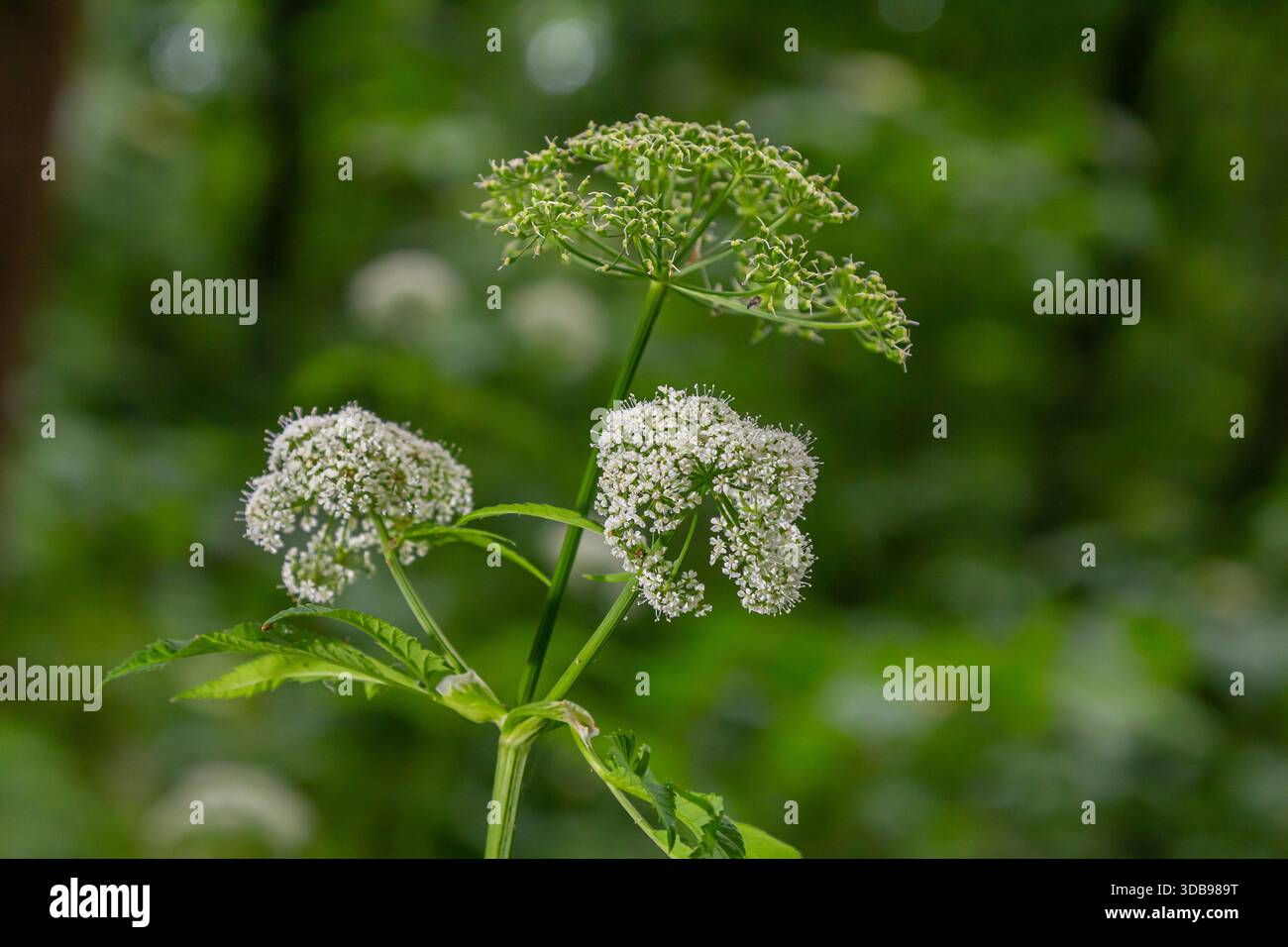 white inflorescence and green leaves of Aethusa cynapium plant. Stock Photo