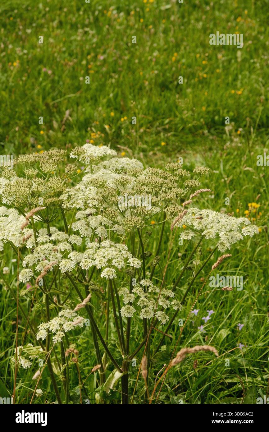 Delicate white cow parsley flowers rise above lush green grasses, a  beautiful summer scene Stock Photo - Alamy