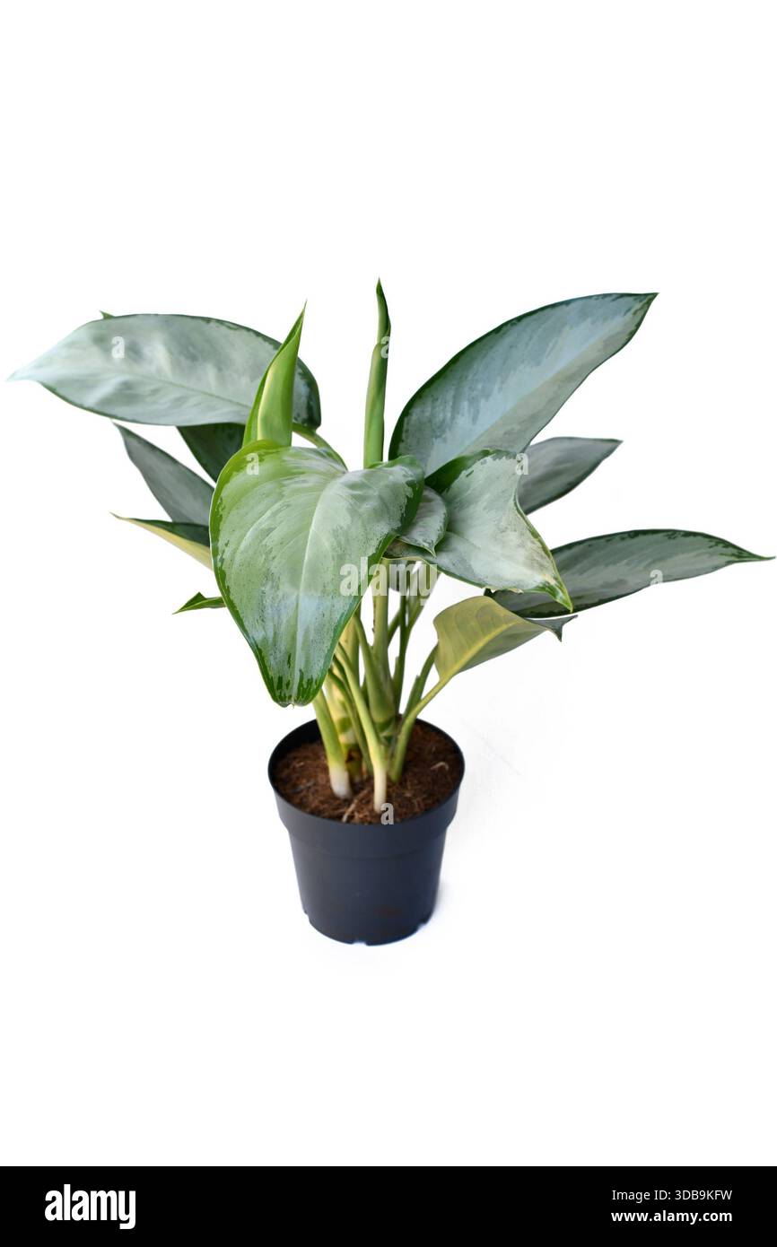 is it ok to water house plants with tap water Houseplant Tap Water Conditioner – Blossom + Branch Houseplants