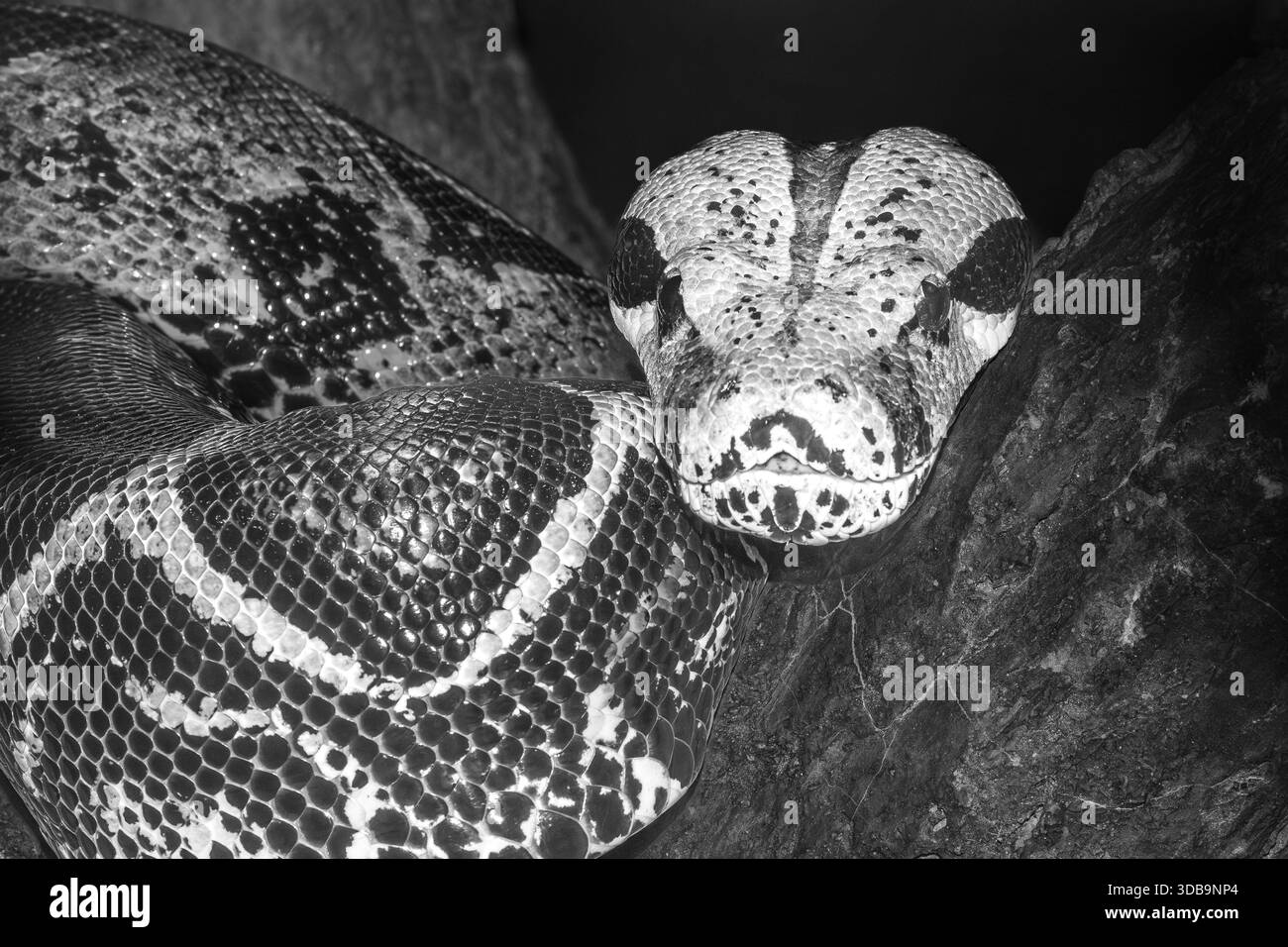 Constrictor species Black and White Stock Photos & Images - Alamy