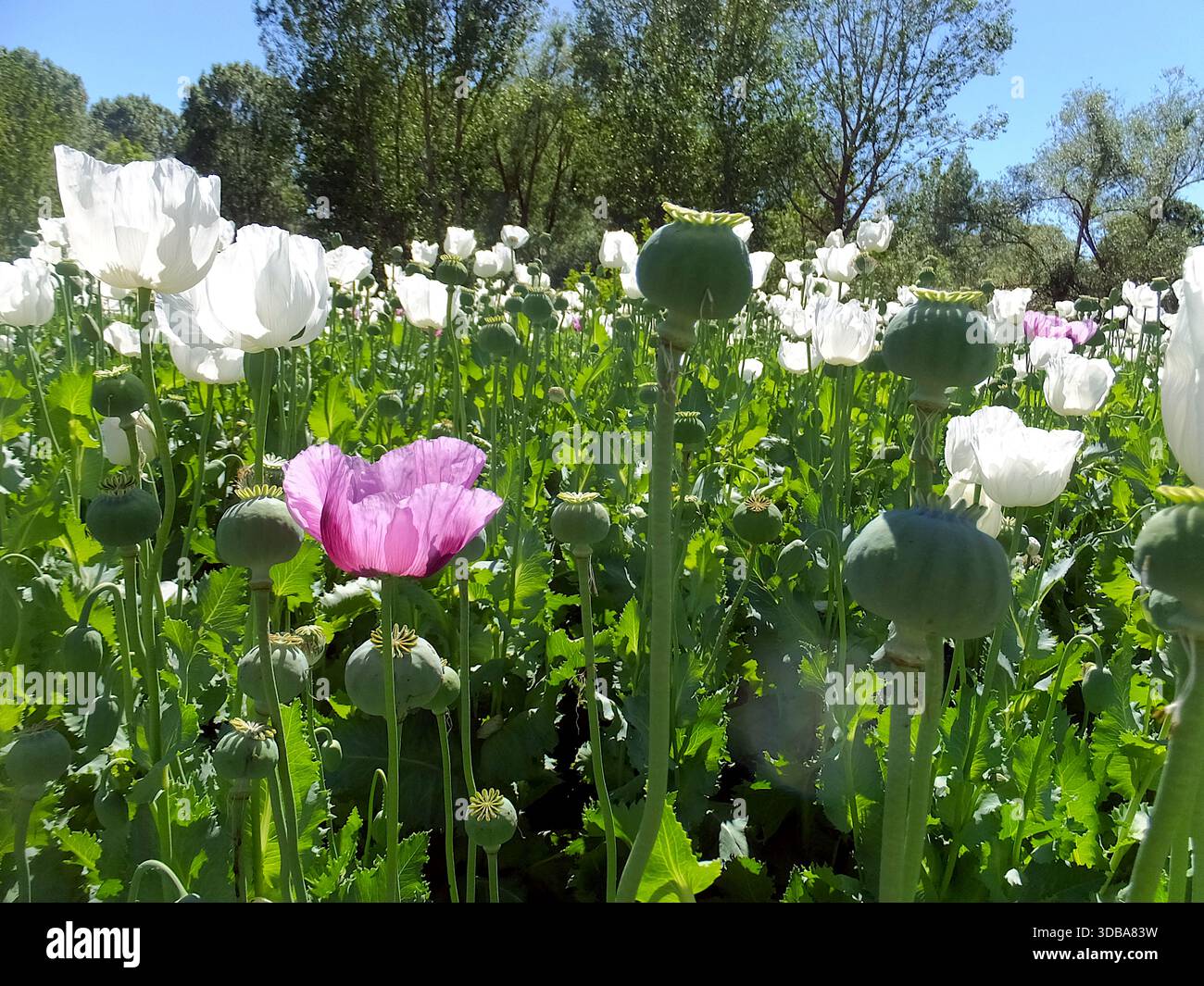 Beautiful landscape of a poppy farm near Eflatunpinar in the Lakes Region of Türkiye - Stock Image