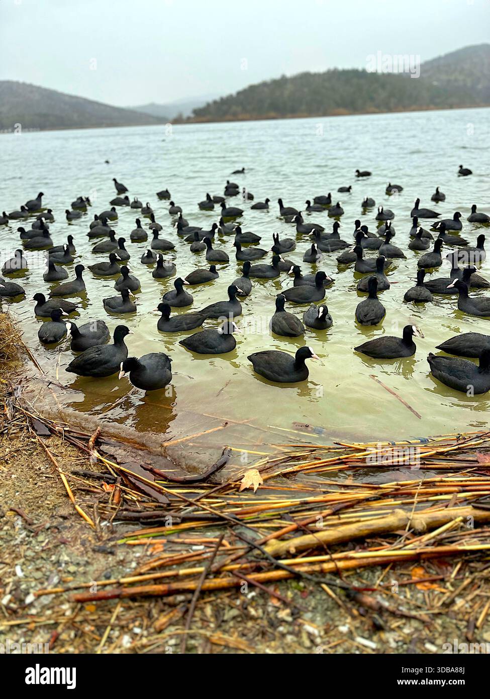Eurasian Coots (Fulica atra) on Lake Eymir, Ankara. - Stock Image