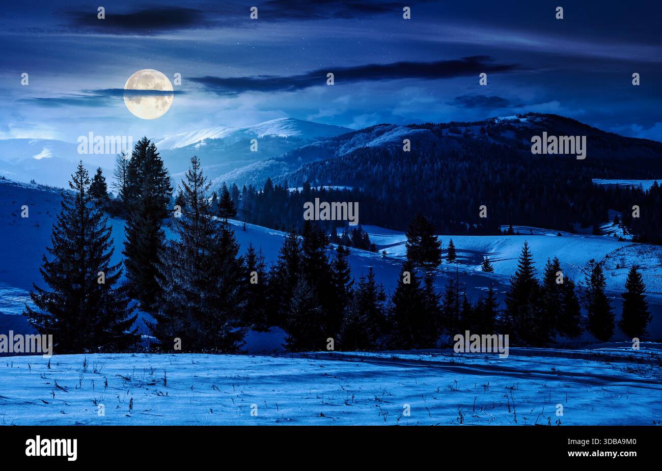 fir trees on snowy hillsides at night. stunning nature scenery in mountains in full moon light. winter holidays wallpaper. countryside landscape. back Stock Photo