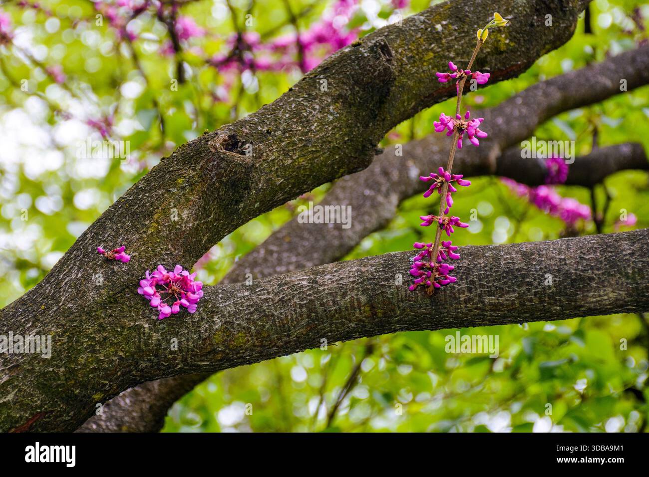 cercis siliquastrum branches in purple blossom. judas tree also called redbud. beautiful spring nature with pink flowers in urban park of uzhhorod. ba Stock Photo