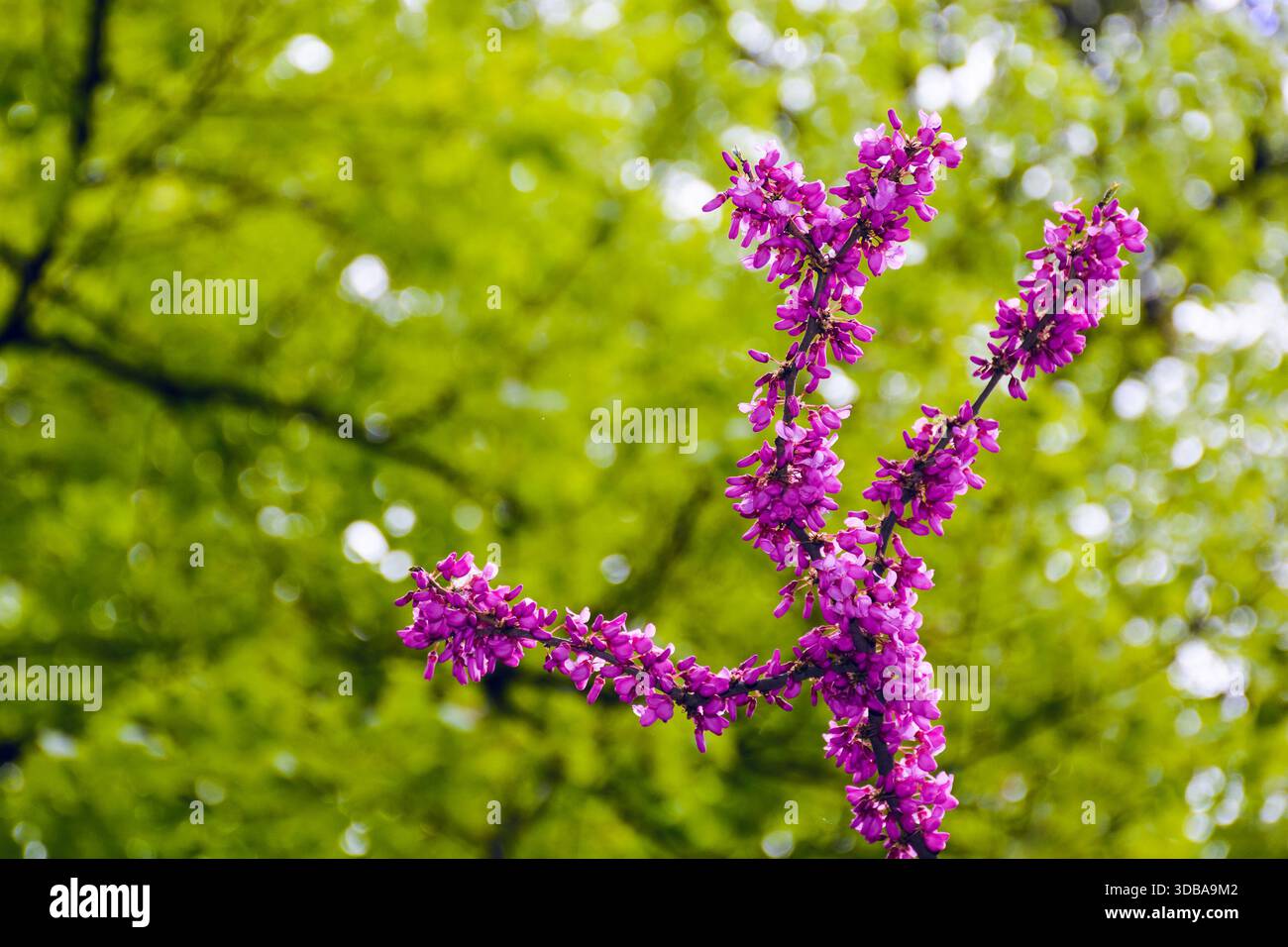 cercis siliquastrum branches in purple blossom. judas tree also called redbud. beautiful spring nature with pink flowers in urban park of uzhhorod. ba Stock Photo