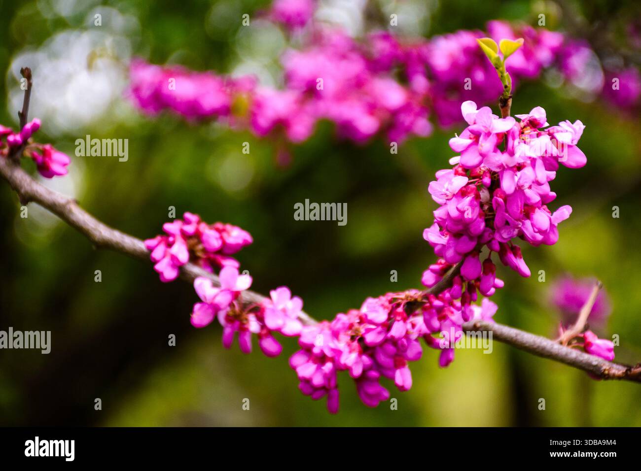 cercis siliquastrum branches in purple blossom. judas tree also called redbud. beautiful spring nature with pink flowers in urban park of uzhhorod. ba Stock Photo