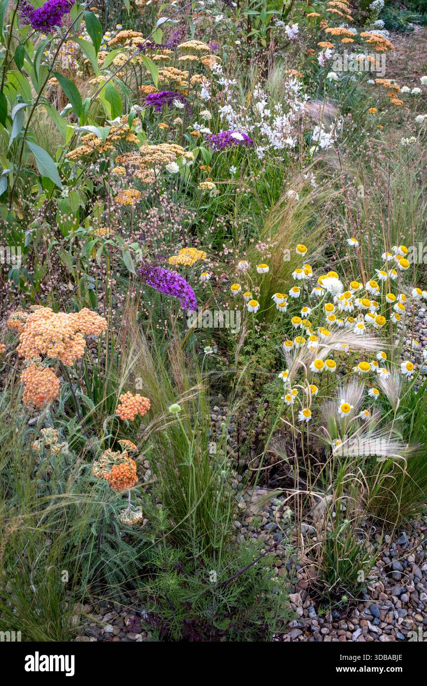 Grasses gravel garden hi-res stock photography and images - Alamy