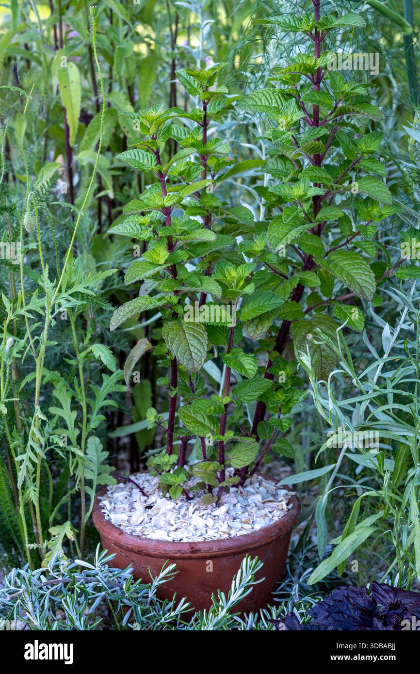 Garden mint planted in pot to prevent spread Stock Photo