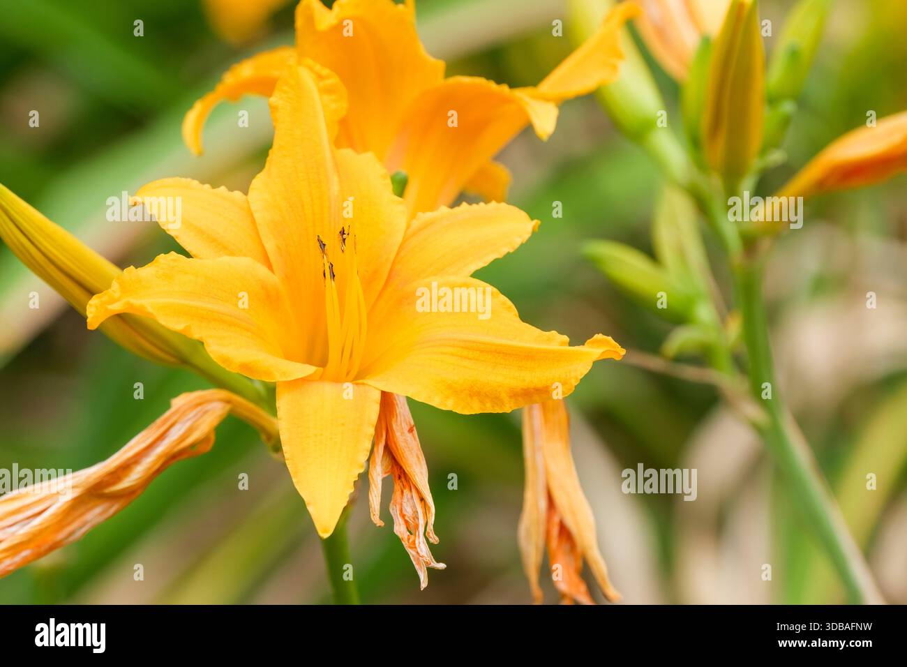 Hemerocallis Burning Daylight, daylily Burning Daylight,  orange-yellow, trumpet-shaped flowers, ruffled edges Stock Photo