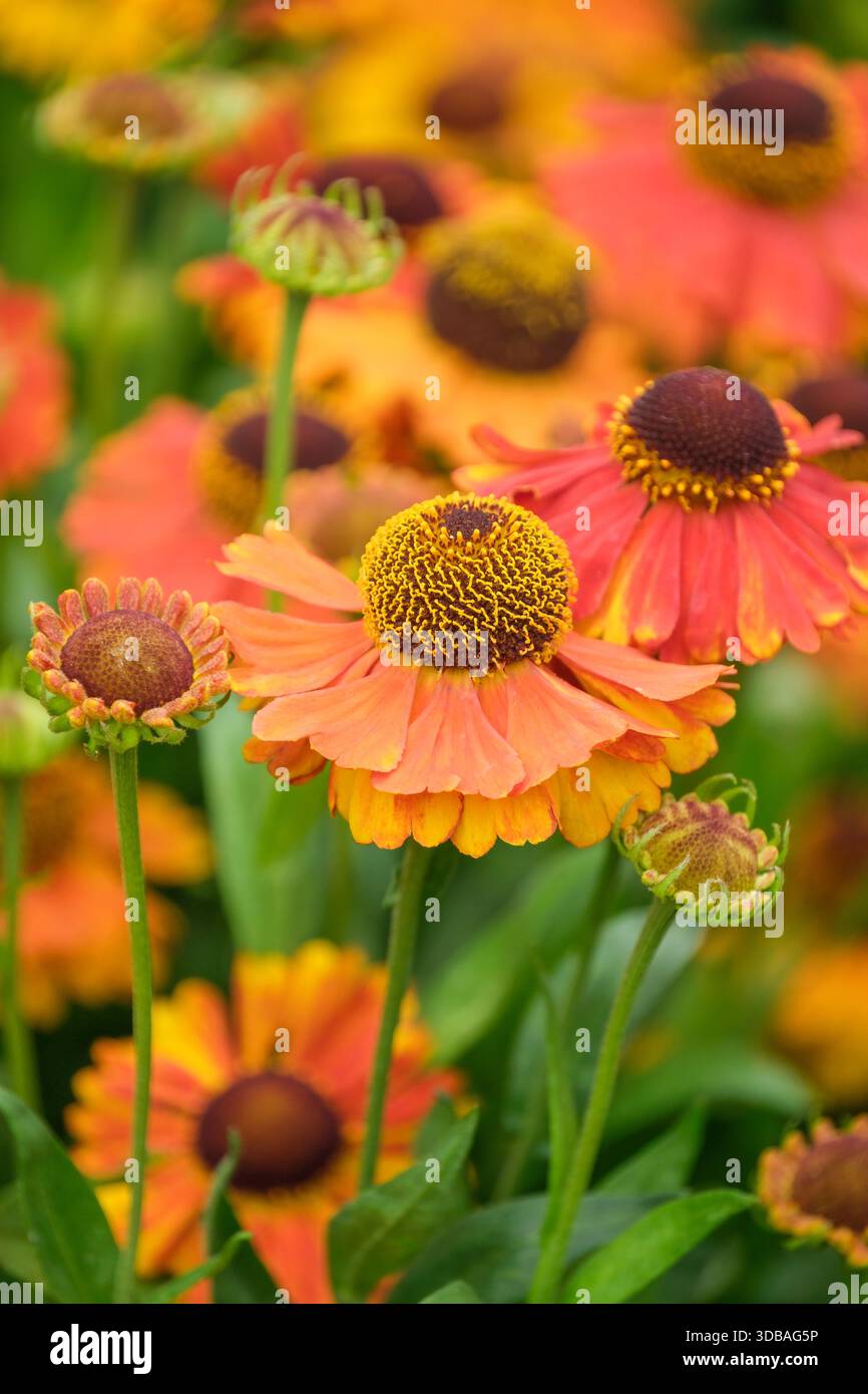 Helenium Sahin's Early Flowerer, sneezeweed Sahin's Early Flowerer, orange flowerheads age to red Stock Photo