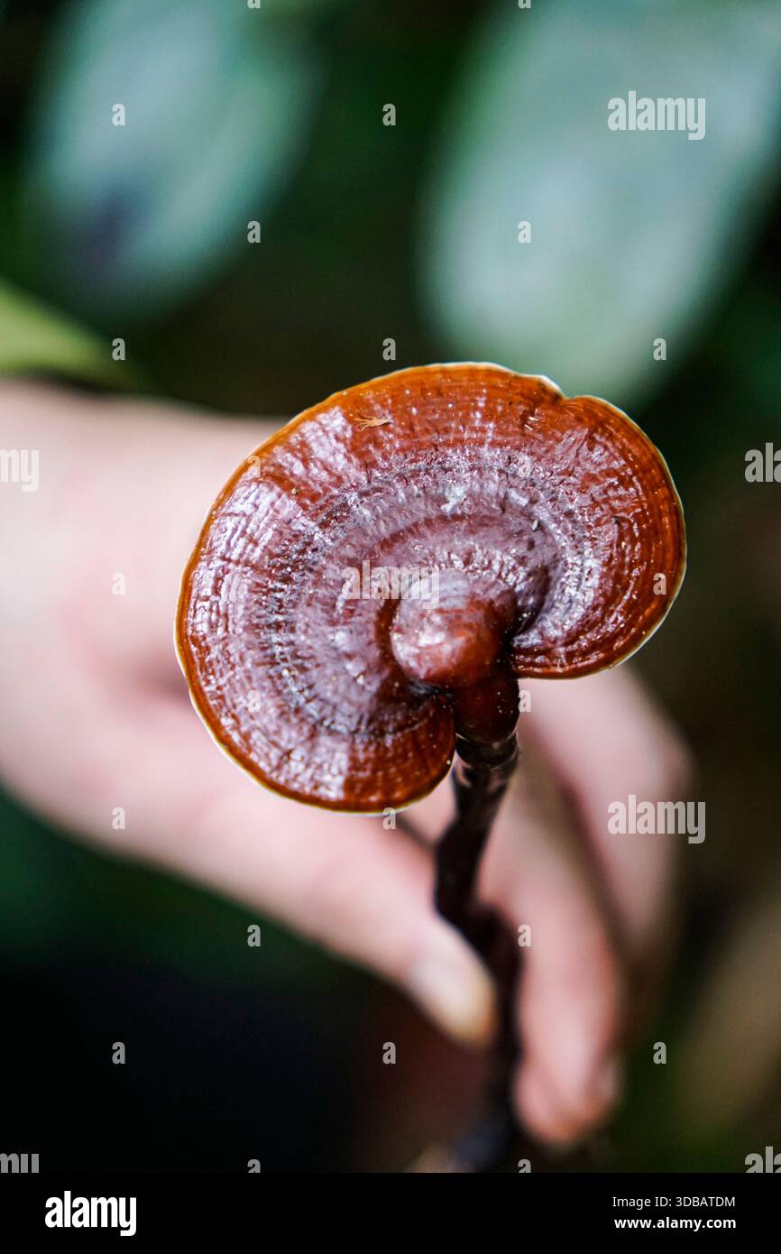Medicinal qualities hi-res stock photography and images - Alamy