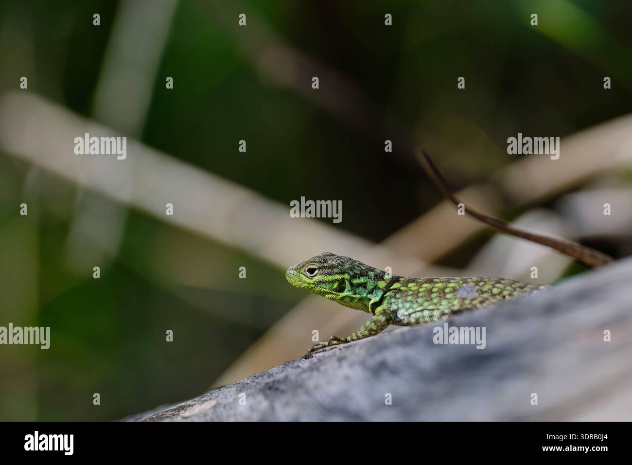 Collared lizard (Stenocercus chlorostictus) basking in the sun, perched on a branch Stock Photo
