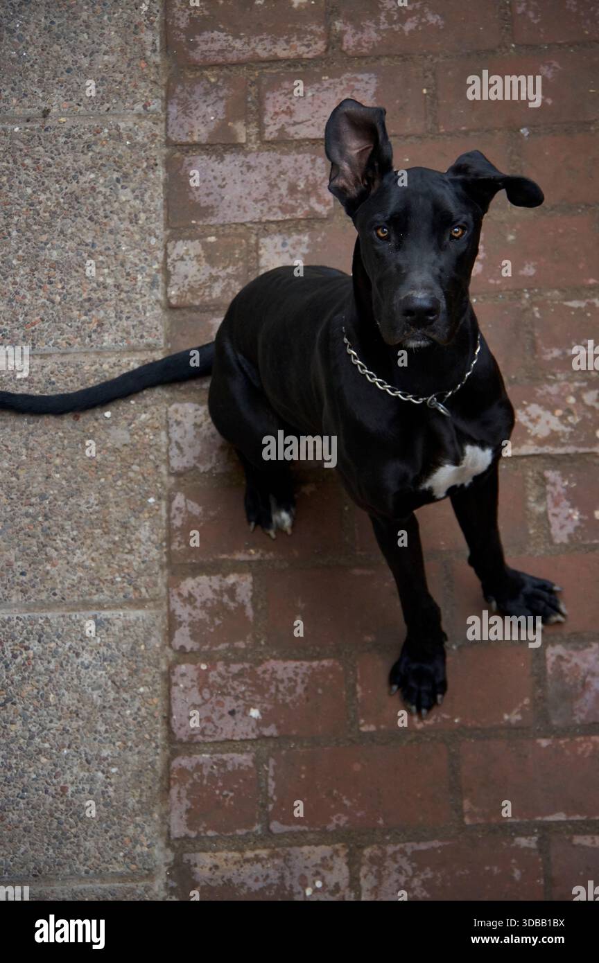 Dog scooby hi-res stock photography and images - Alamy