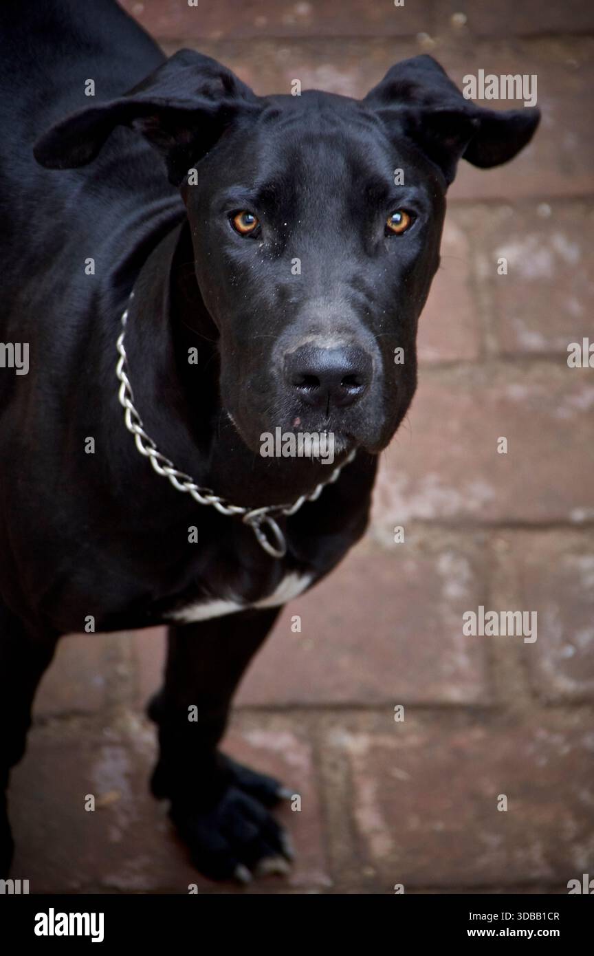 Dog scooby hi-res stock photography and images - Alamy