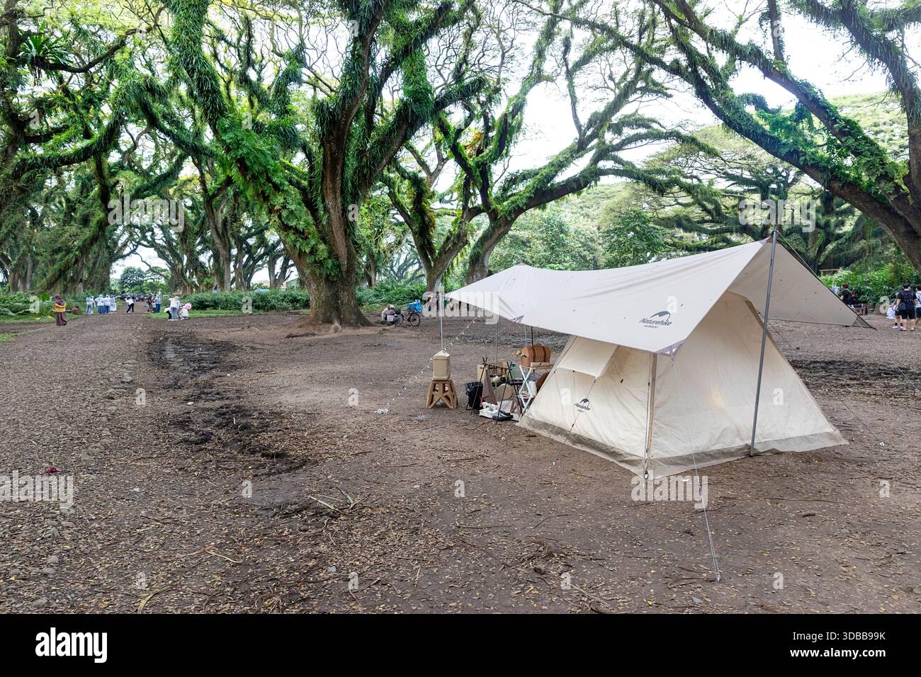 Glamping tent set up under ancient rain trees covered in ferns at Djawatan Forest, Banyuwangi, East Java, Indonesia. Stock Photo