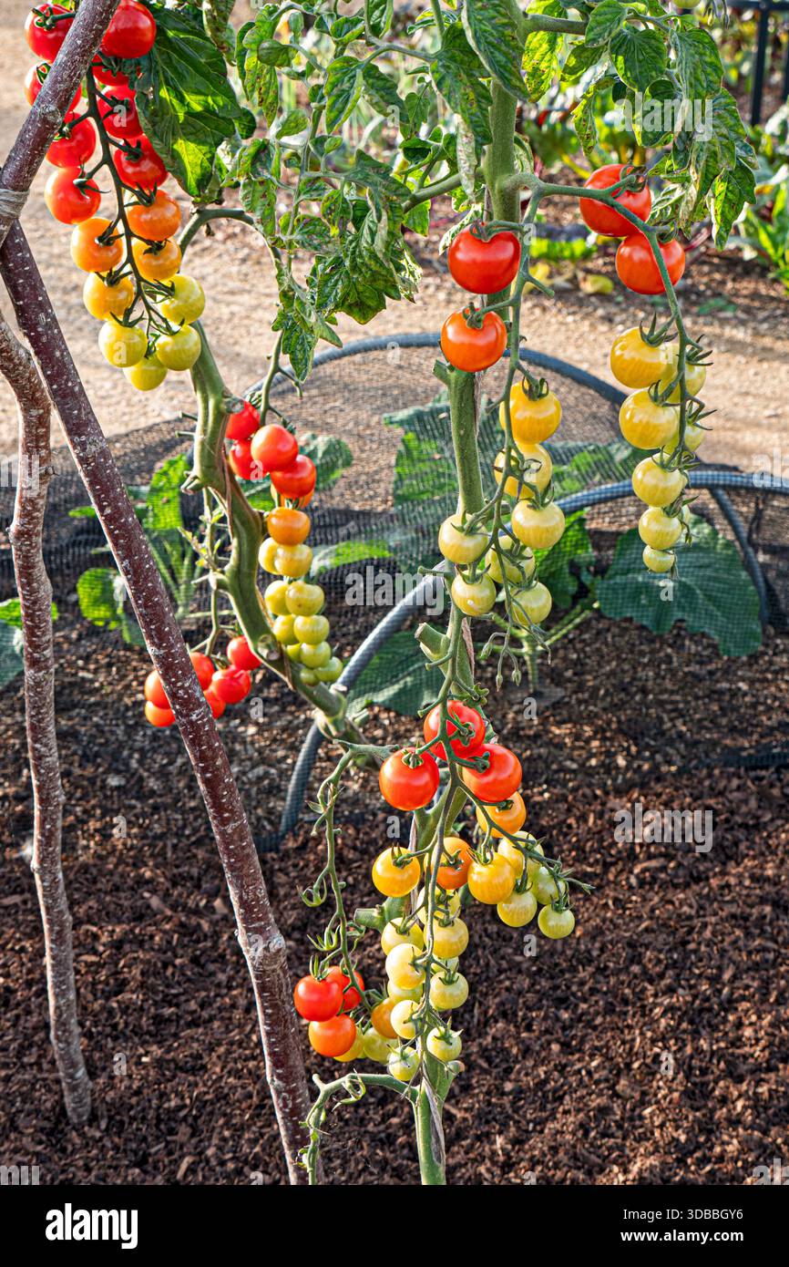 spirea planting Snowmound Spirea – Weston Nurseries main image 0