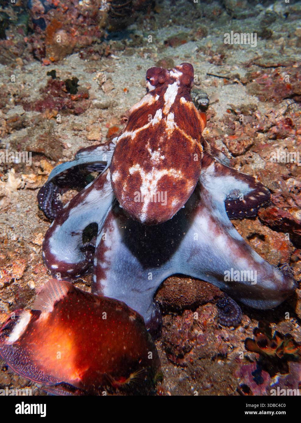 Octopus brain photo hi-res stock photography and images - Alamy