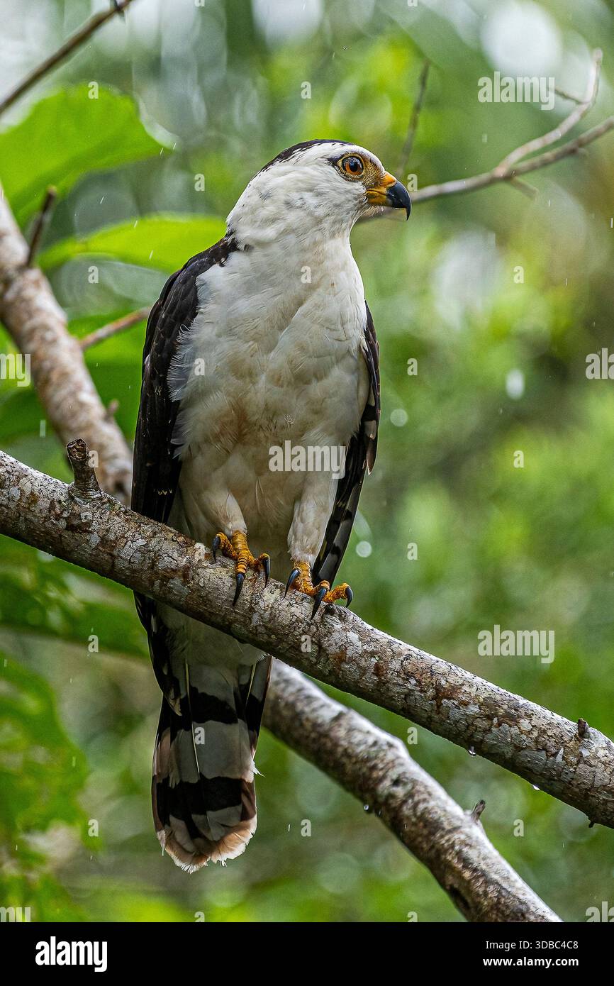 Juvenile grey headed hawk Stock Photo