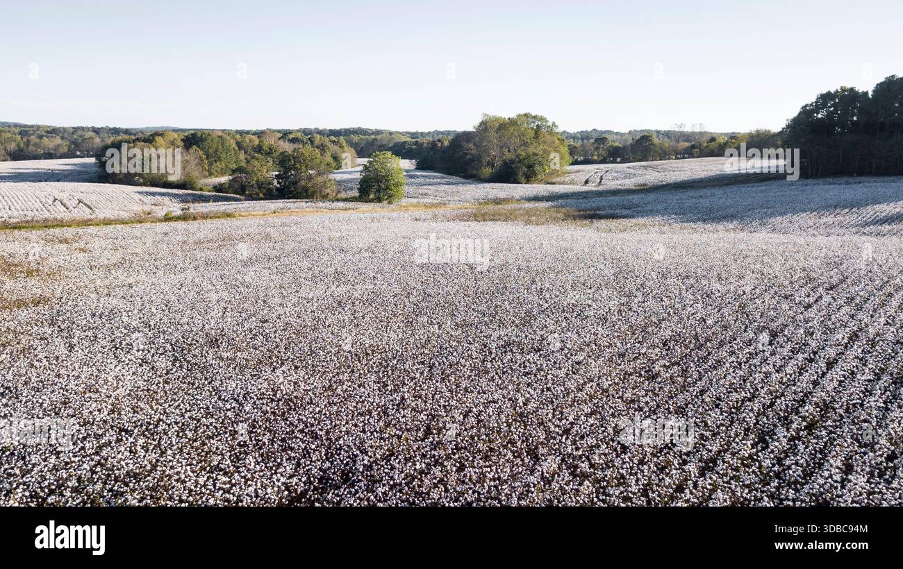 A cotton field on a sunset autumn day Stock Photo
