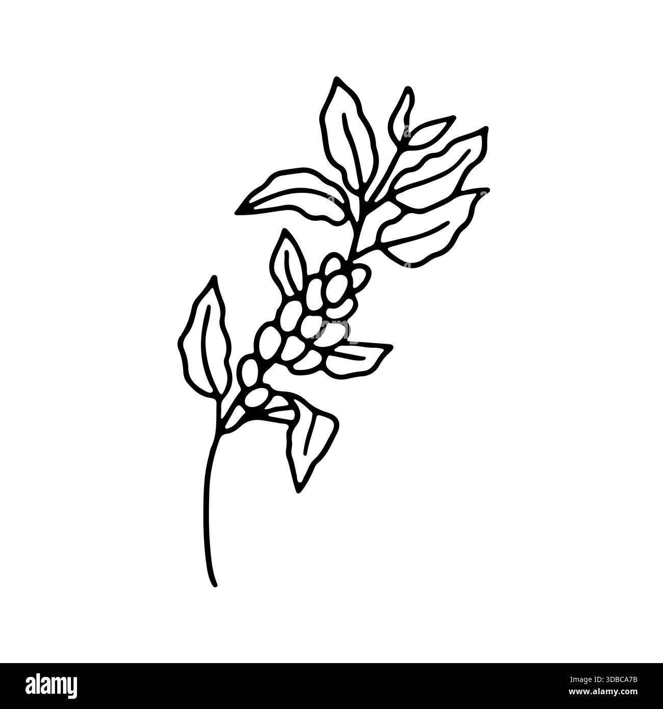 Hand drawn coffee plant branch with beans doodle icon vector illustration  Stock Vector Image & Art - Alamy