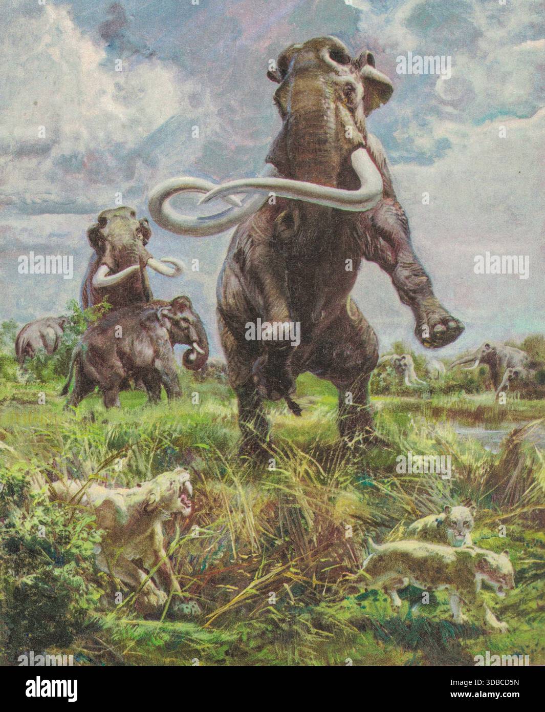 Skeleton mastodon extinct mammal related hi-res stock photography and ...