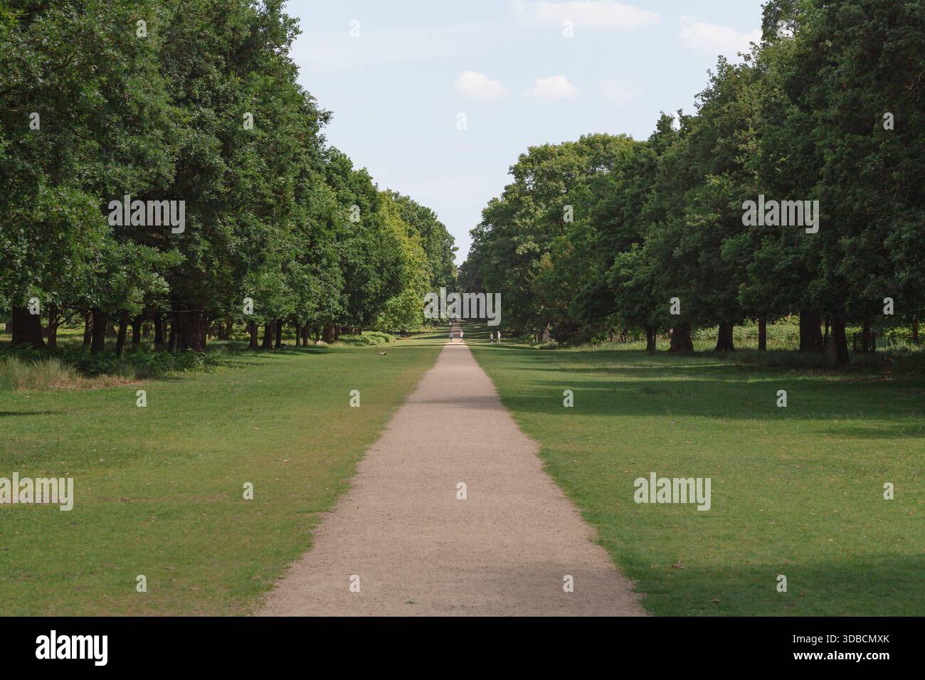 Tree-Lined Path Through English Parkland Stock Photo