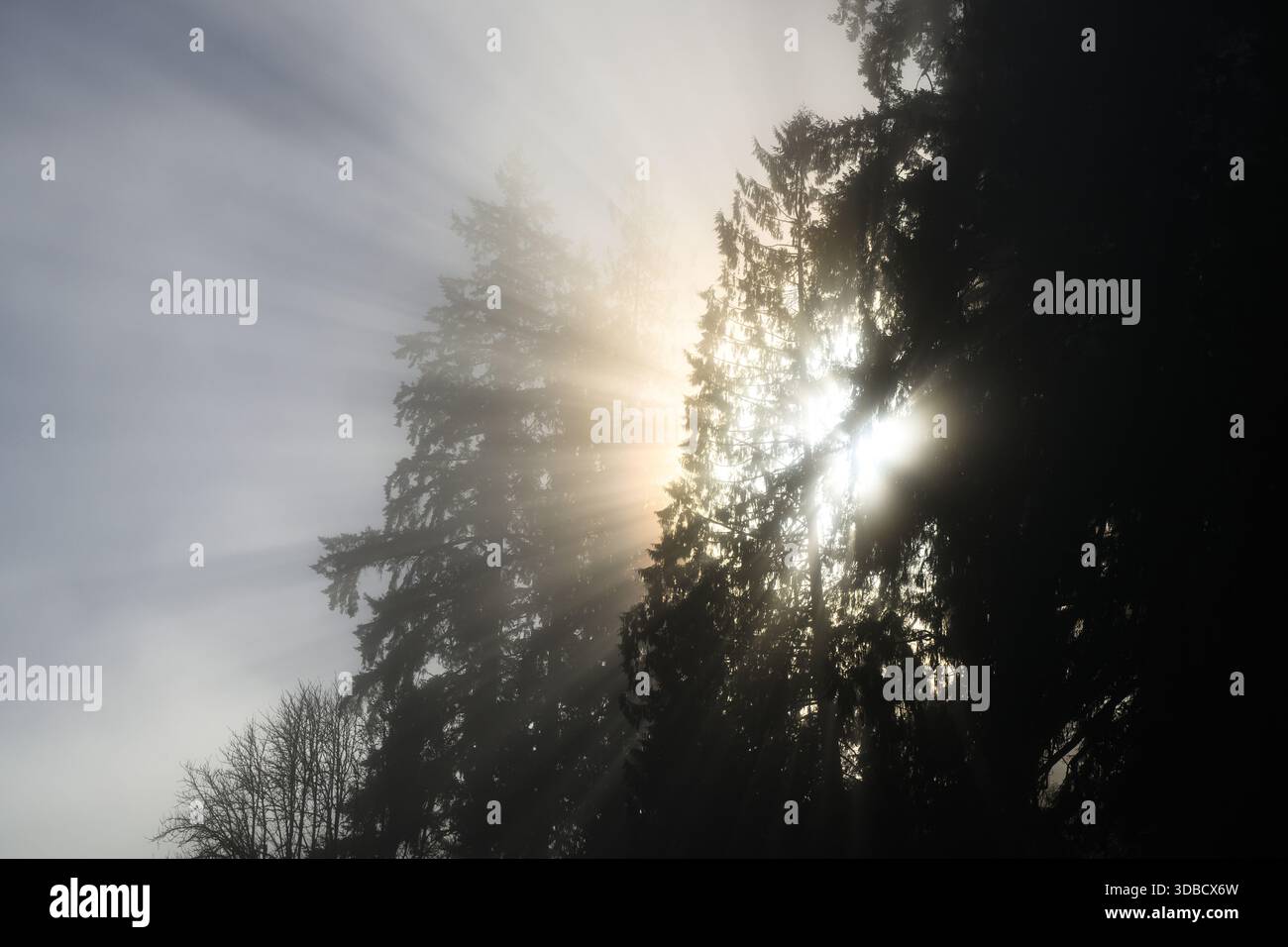 Shafts of sunlight bust through tree into misty sky forming sunbeams Stock Photo