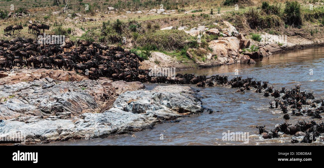 Wildlife image of wildebeests crossing the Mara River during the Great ...