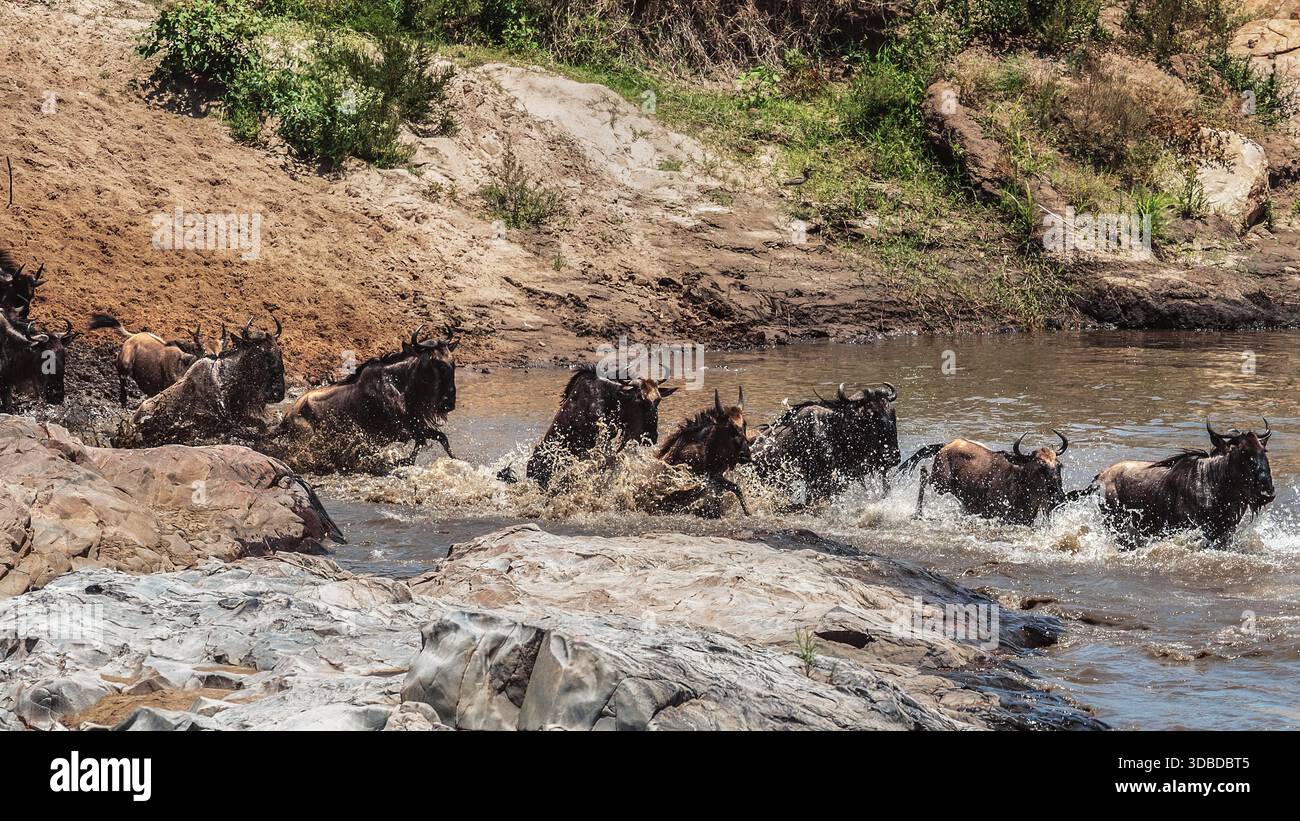 Wildlife image of wildebeests crossing the Mara River during the Great ...
