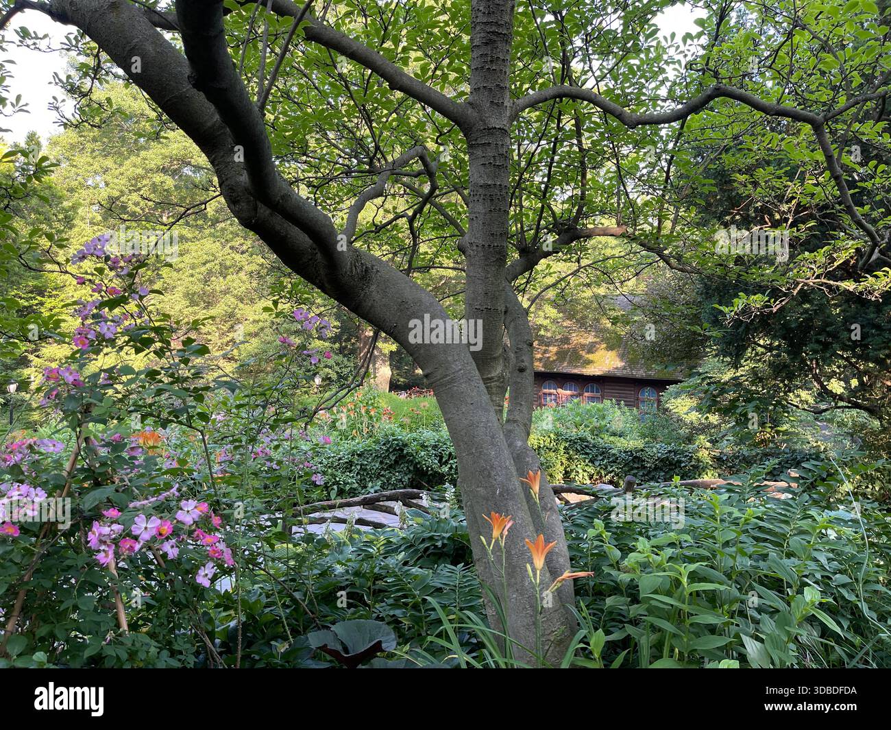 Tranquil summer scenes in Central Park, New York City. - Smartphone Captured Stock Image