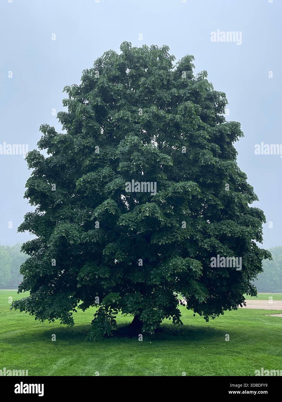 Tranquil summer scenes in Central Park, New York City. - Smartphone Captured Stock Image