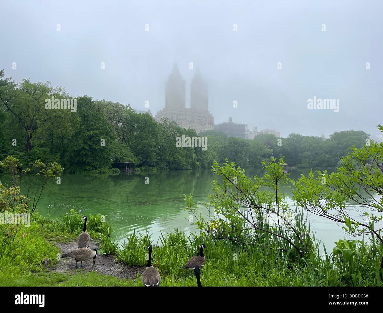 Tranquil summer scenes in Central Park, New York City. - Smartphone Captured Stock Image
