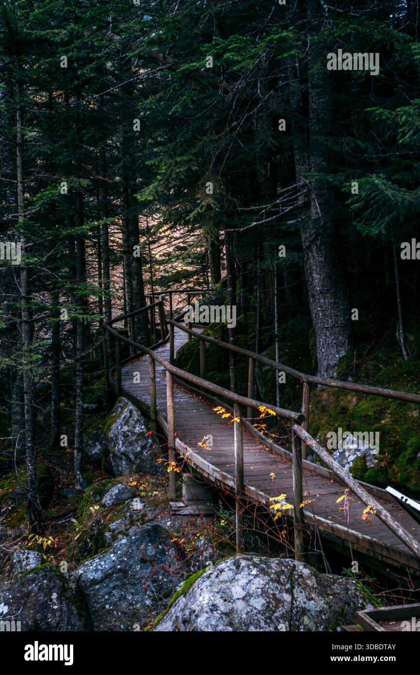 Winding Wooden Boardwalk Trail Through Dark Pine Forest in Aiguestortes National Park, Pyrenees Stock Photo