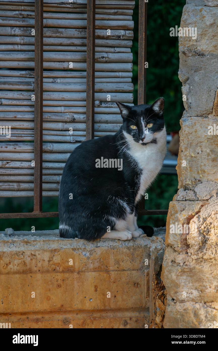 Black and white stray cat sitting on a concrete ledge next to an old stone wall and a window Stock Photo