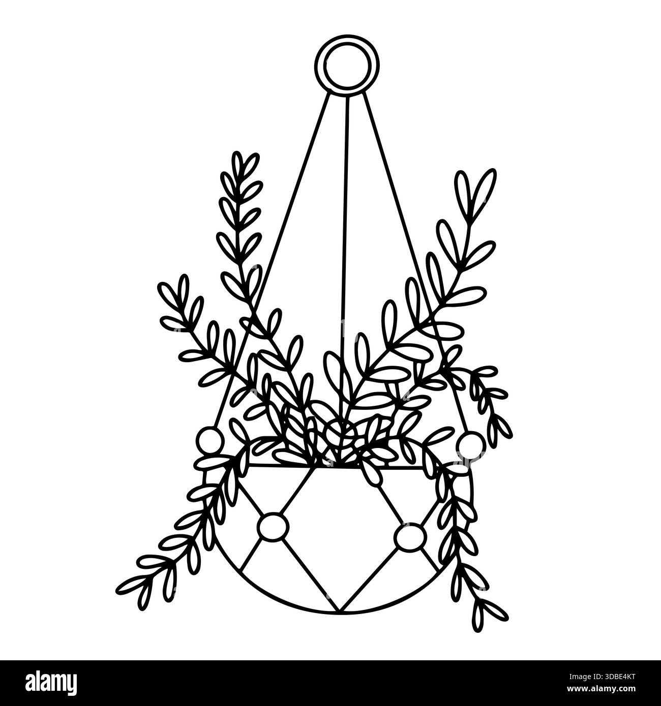 english lavender plant English Lavender - 5 Gallon