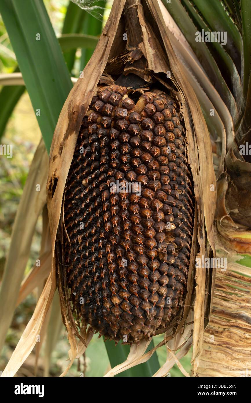 Himalayan screw-pine (Pandanus furcatus), fruit Stock Photo