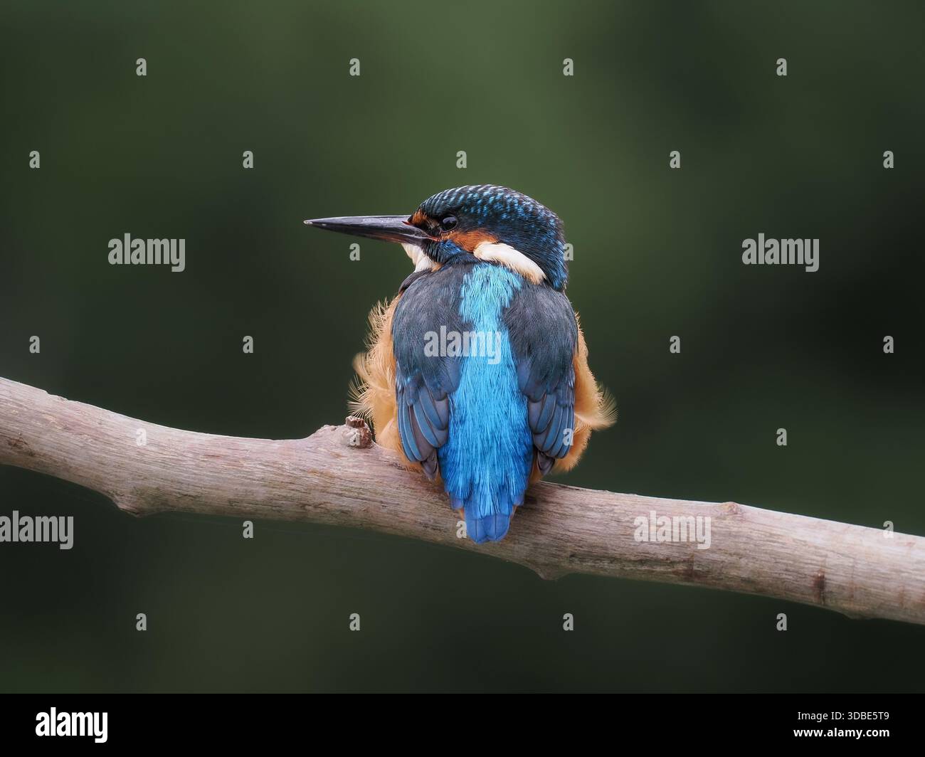 Rear view of a Kingfisher Stock Photo - Alamy