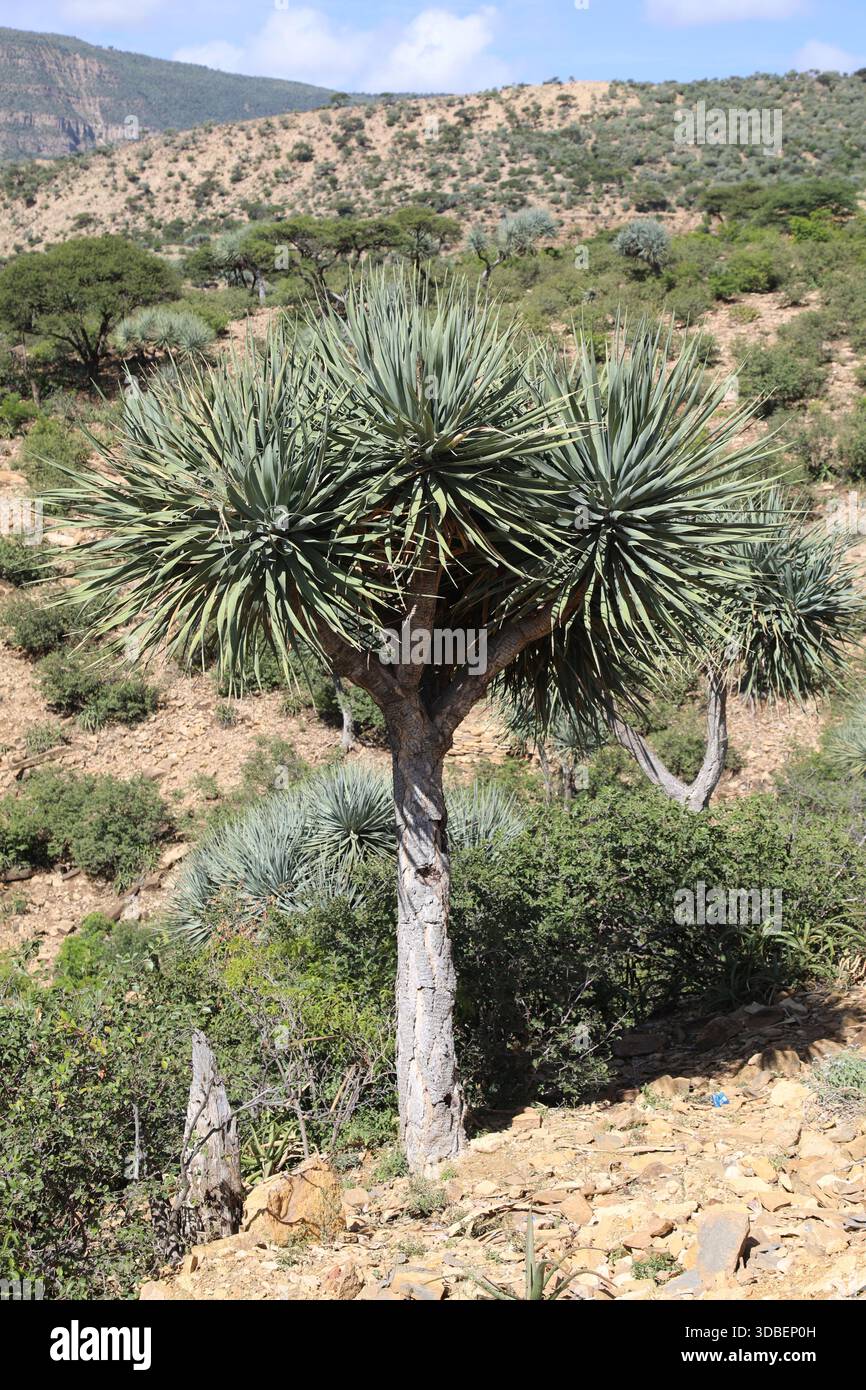 Standing as a silent guardian over the Tigray escarpment, the endangered  Dragon Tree (Dracaena ombet) is a living relic of the Desa'a Forest Stock  Photo - Alamy