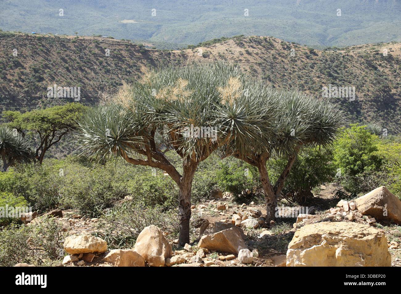 Standing as a silent guardian over the Tigray escarpment, the endangered  Dragon Tree (Dracaena ombet) is a living relic of the Desa'a Forest Stock  Photo - Alamy