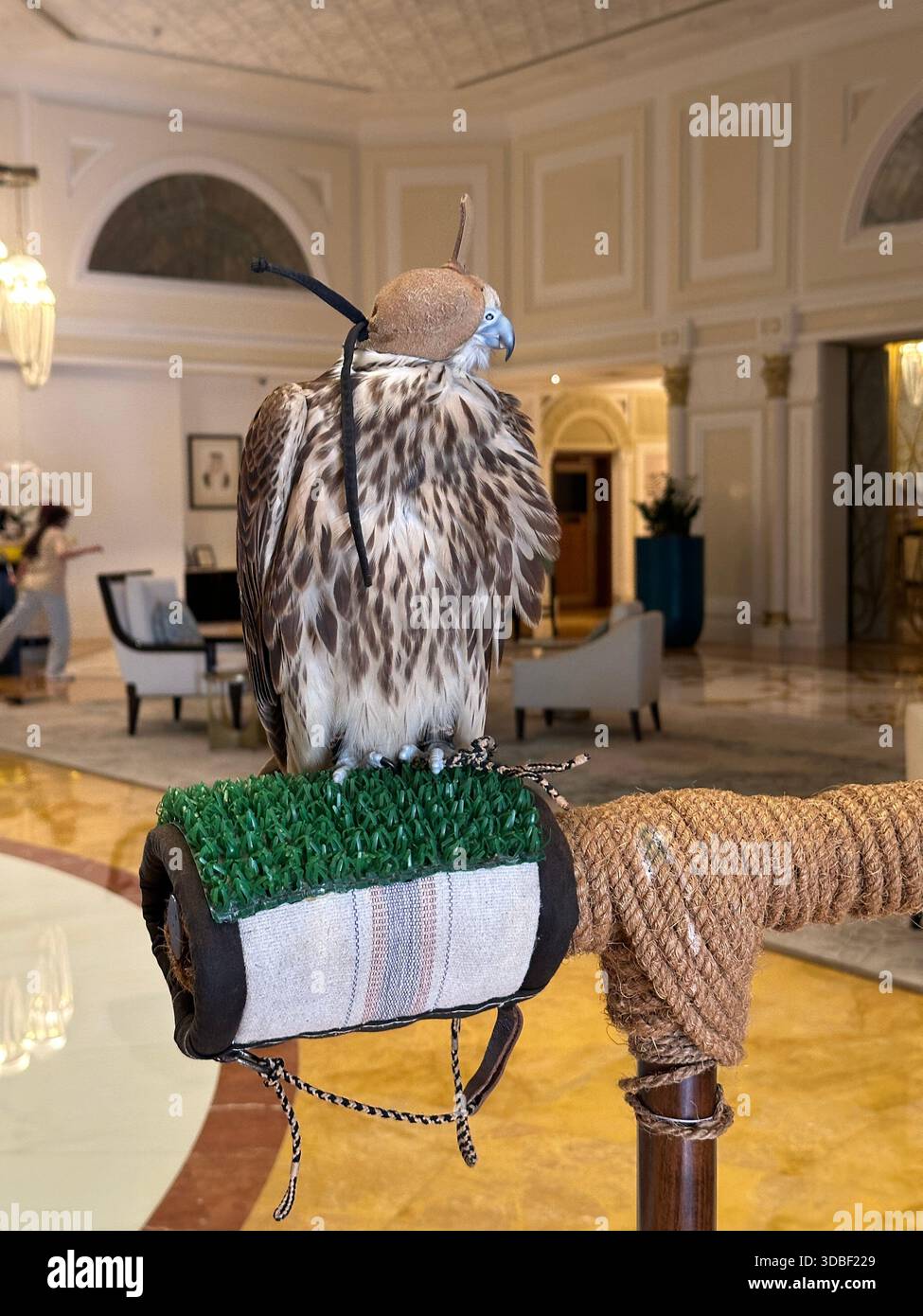 Saker Falcon perched in hotel lobby - Smartphone Captured Stock Image