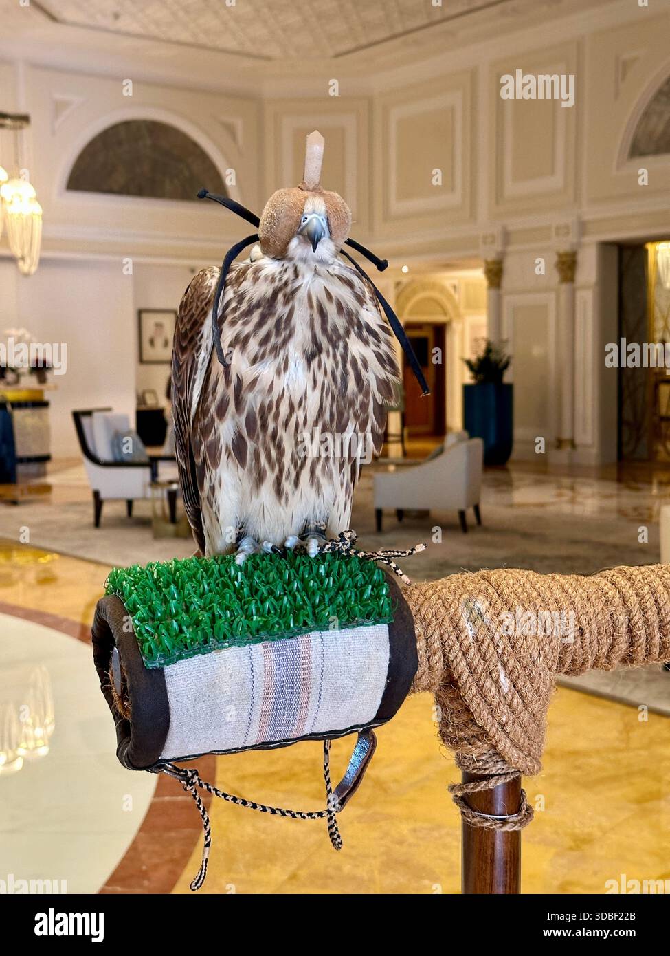 Saker Falcon perched in hotel lobby - Smartphone Captured Stock Image