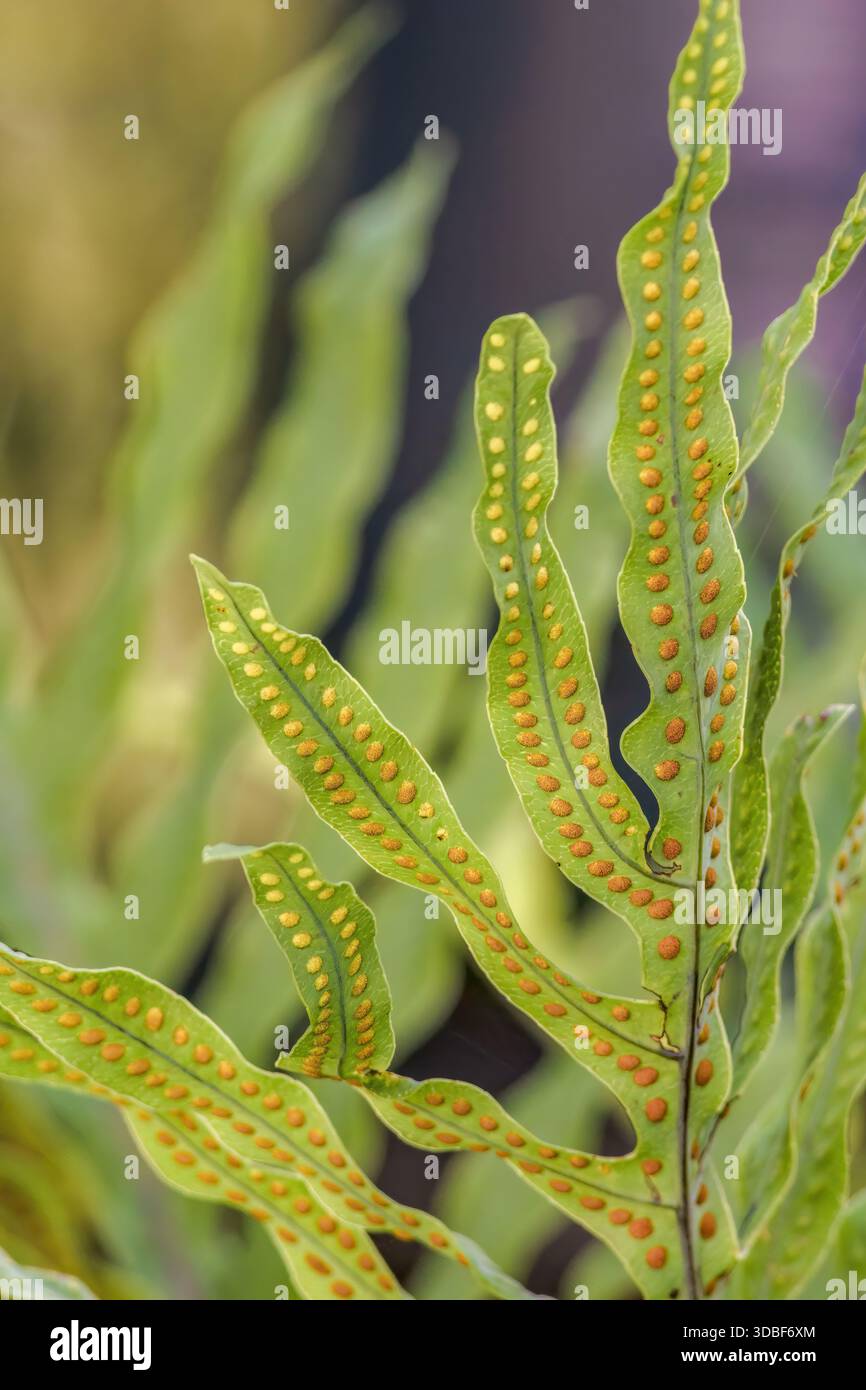 Close-up view of the fronds and the sorus of the blue rabbit's foot ...