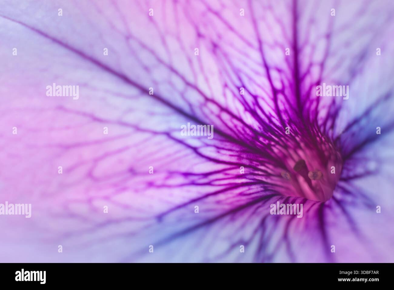 Soft abstract gradient background , abstract flower Stock Photo