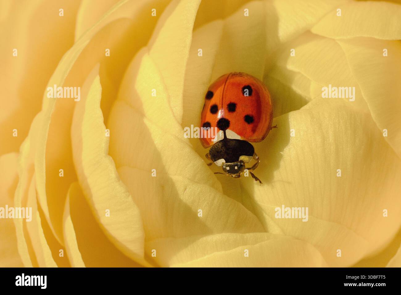 Lovely lady bug sitting on the yellow  Persian buttercup flower Stock Photo