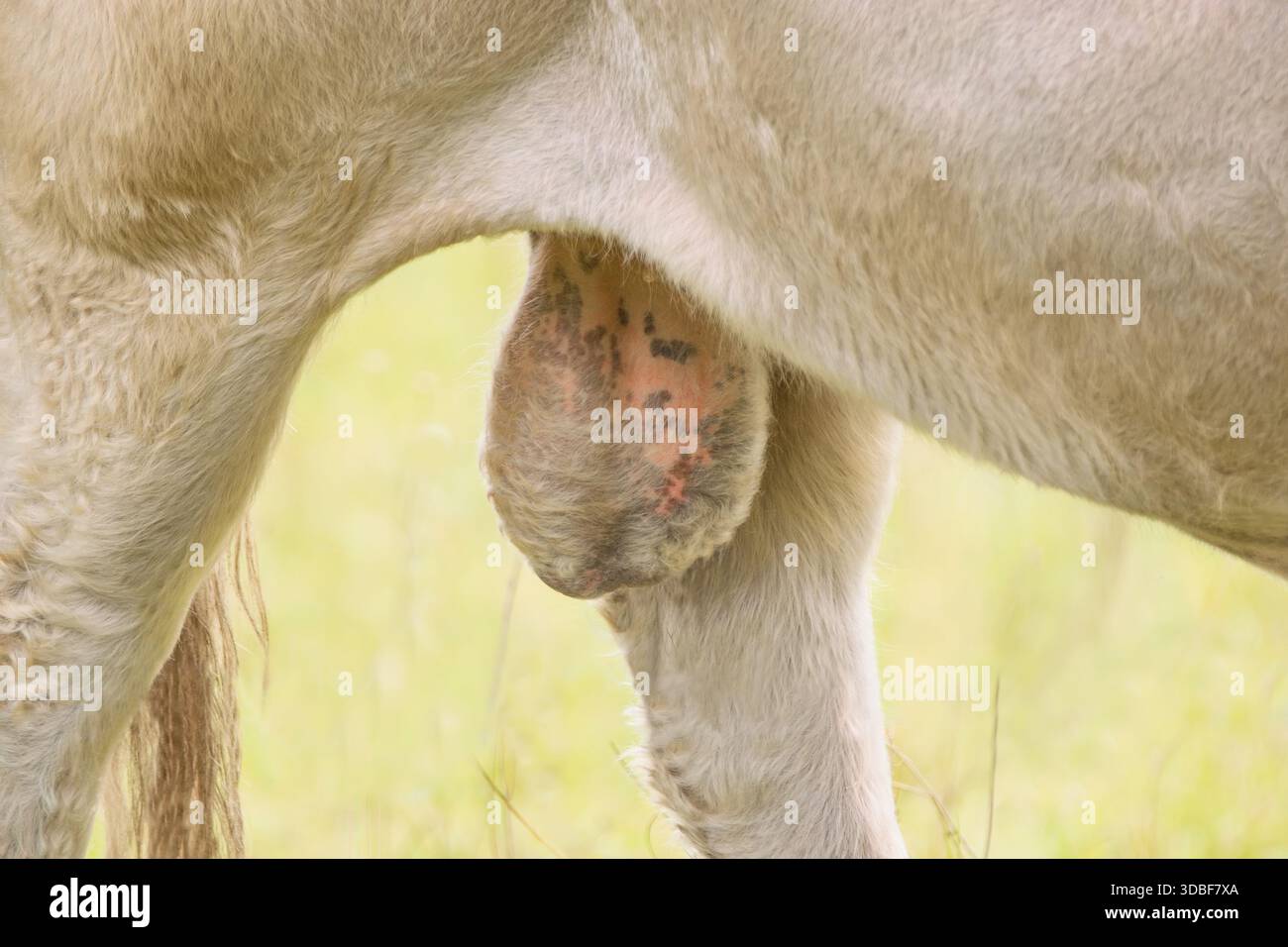 Bull testicles close up - livestock animal body detailed view Stock ...
