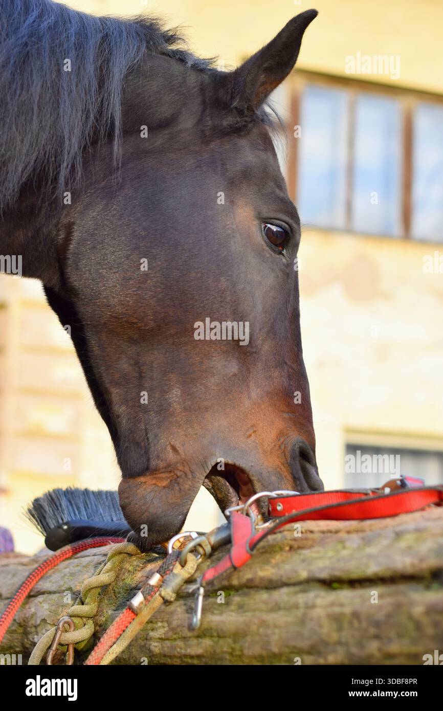 Cribbing hi-res stock photography and images - Alamy
