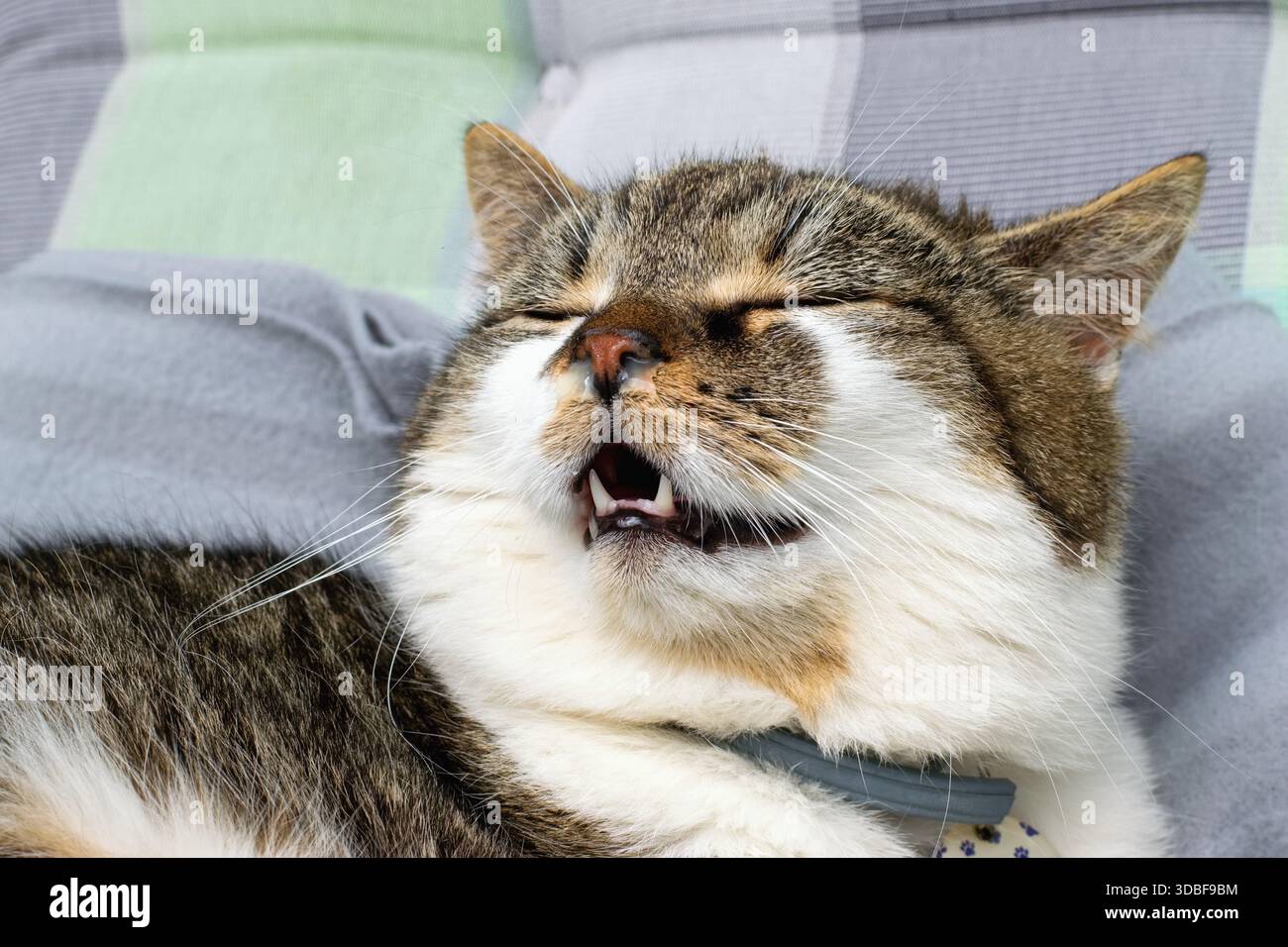 Domesticated cat with runny nose, suffering with cold, allergy or ...