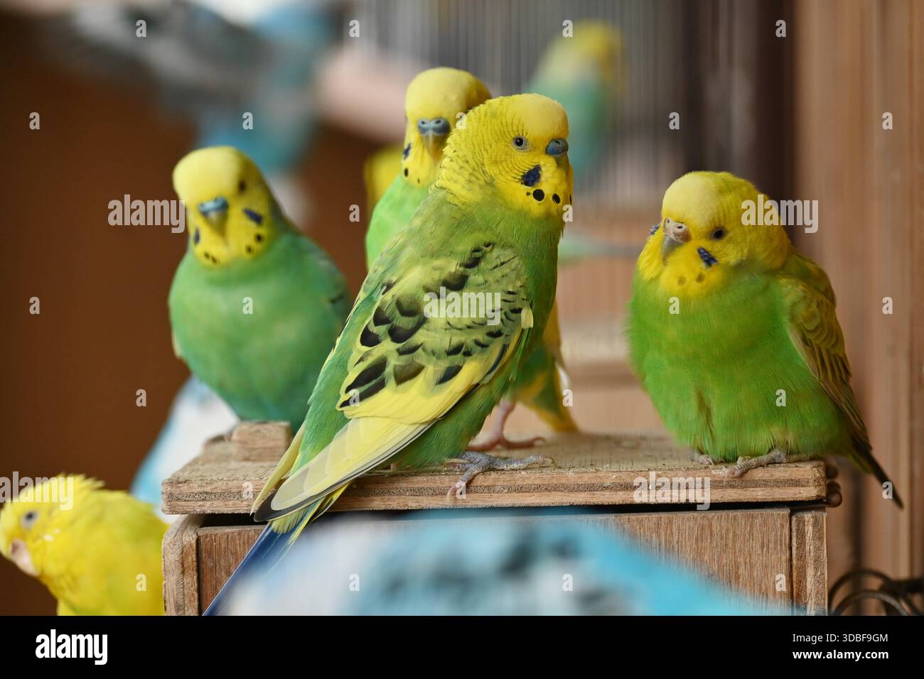 Budgerigars ( Common pet parakeets ). Pet birds native to Australia ...