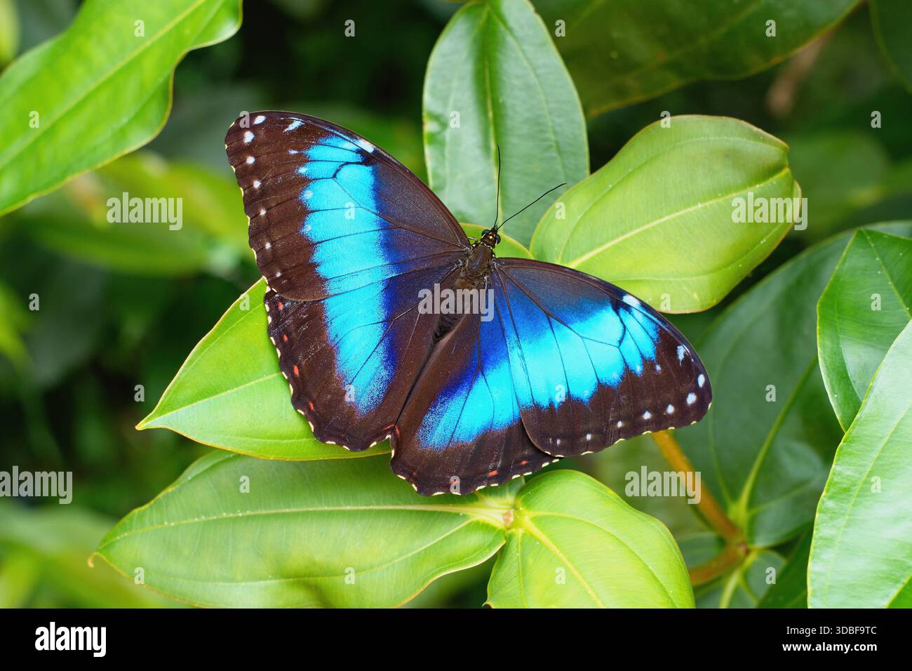 Morpho achilles, the Achilles morpho, blue-banded morpho, or