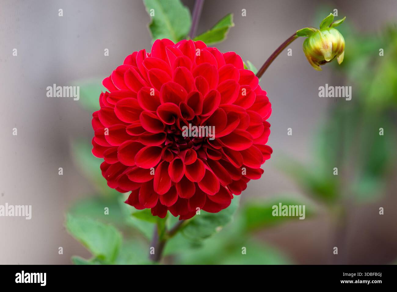 Dahlia pinnata Stock Photo